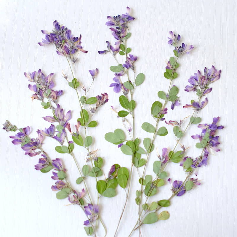 Resin Art Baby - 6 sztuk, naturalne suszone i prasowane