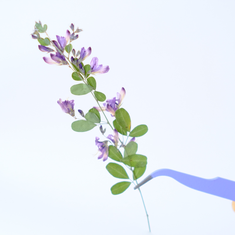 6 sztuk, naturalne suszone i p – Resin Art Baby recenzja i cena